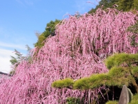 八木のしだれ梅