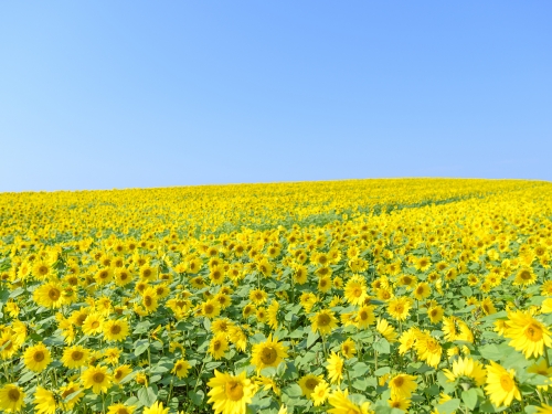 千歳市で人気の自然 景勝地ランキングtop4 千歳市 観光地