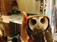 フクロウのみせ