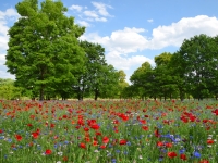 とちぎわんぱく公園