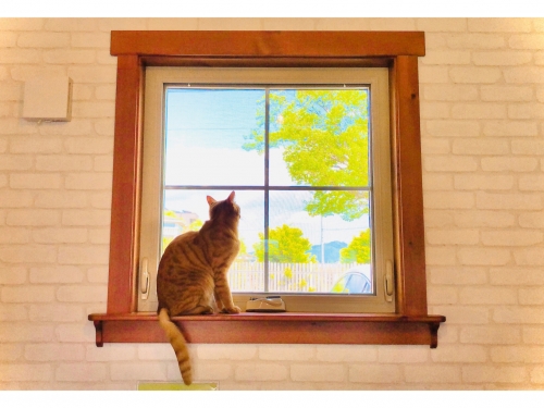 愛知で人気の動物カフェランキングtop3 愛知 観光地