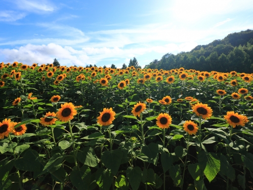 広島で人気の花畑 10月 ランキングtop3 遊び 体験 観光スポット