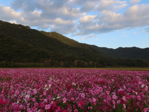 姫路 赤穂 たつので人気の花畑ランキングtop4 観光スポット