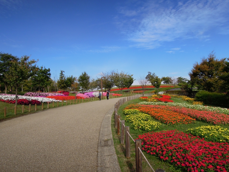 奈良のおすすめひまわり畑ランキングtop3 観光スポット