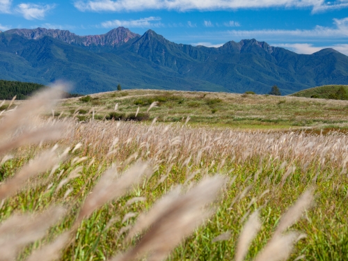 長野で人気の花畑 8月 ランキングtop19 観光地