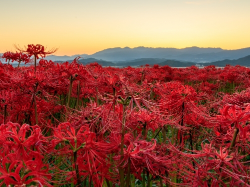 関西で人気の彼岸花ランキングtop5 関西 観光スポット
