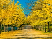 秩父ミューズパーク