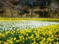 秩父ミューズパーク