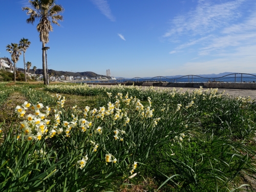 関東で人気の花畑 1月 ランキングtop23 遊び 体験 観光スポット