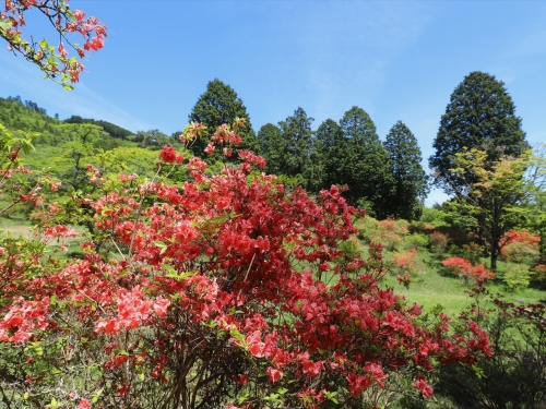 奈良で人気のつつじの名所ランキングtop3 奈良 観光地