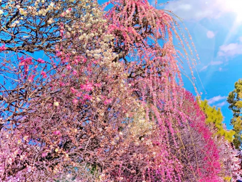 小村井香取神社