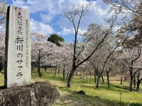 磯部桜川公園