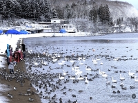 猪苗代湖の白鳥飛来地