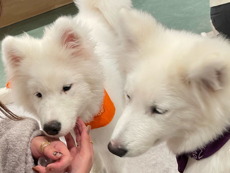 サモエドカフェ