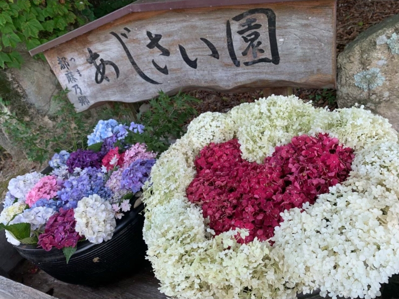 都麻乃郷あじさい園