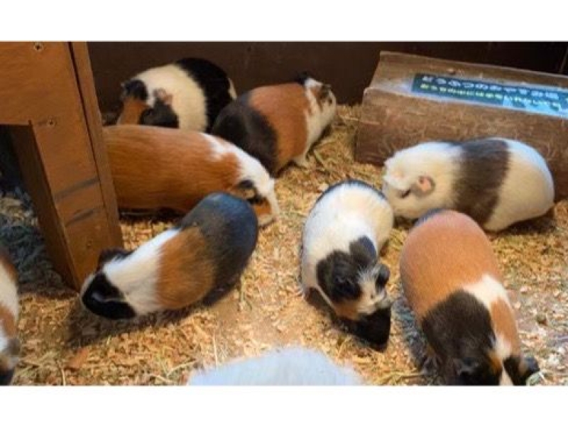 神崎農村公園ヨーデルの森