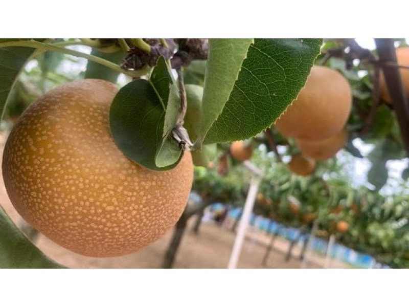 神戸観光なし園