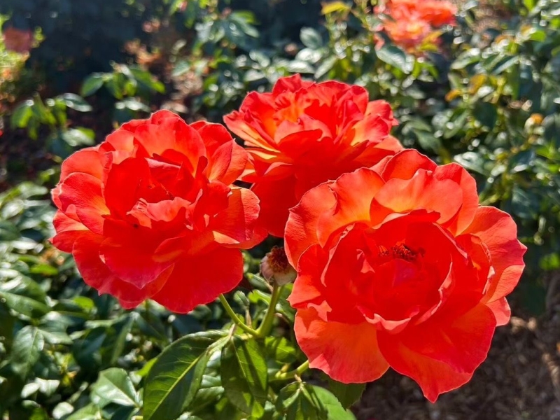 播磨中央公園バラ園