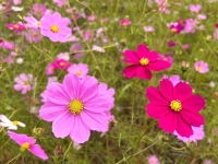 清住コスモス園