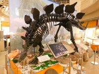 東北大学理学部自然史標本館