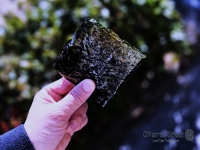 手焼きせんべい杏