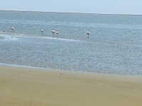 ウォルビス・ベイ・ラグーン