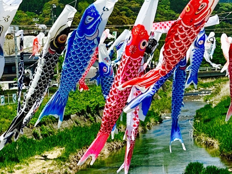仁保川の鯉のぼり