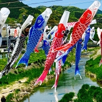 仁保川の鯉のぼり