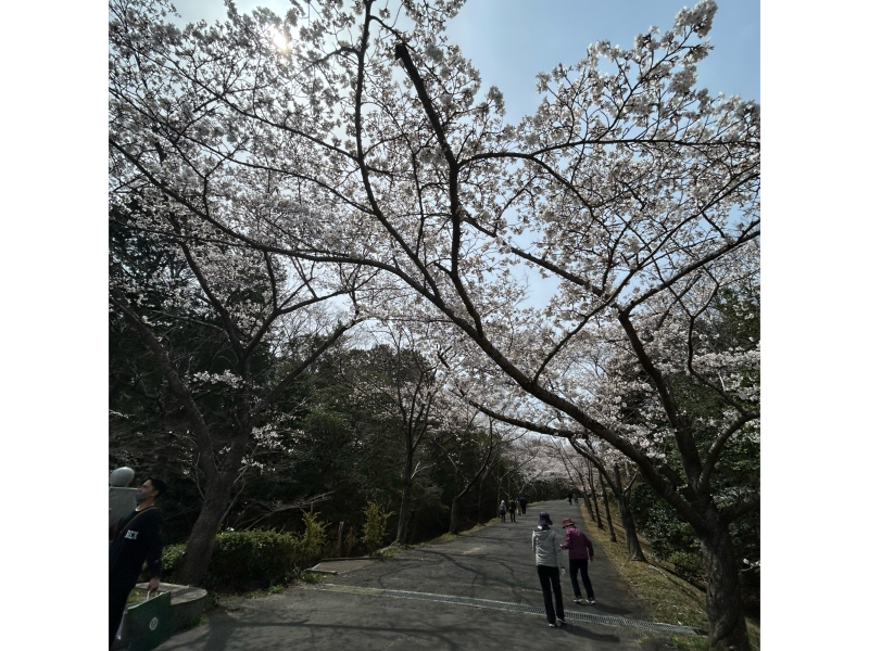 播磨中央公園桜の園