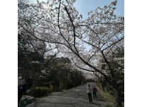 播磨中央公園桜の園