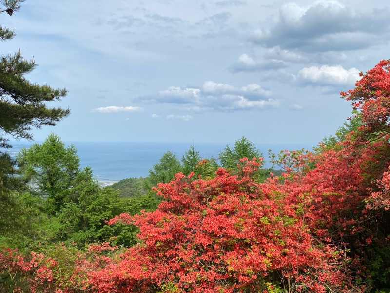 田束山つつじ園