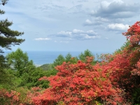 田束山つつじ園