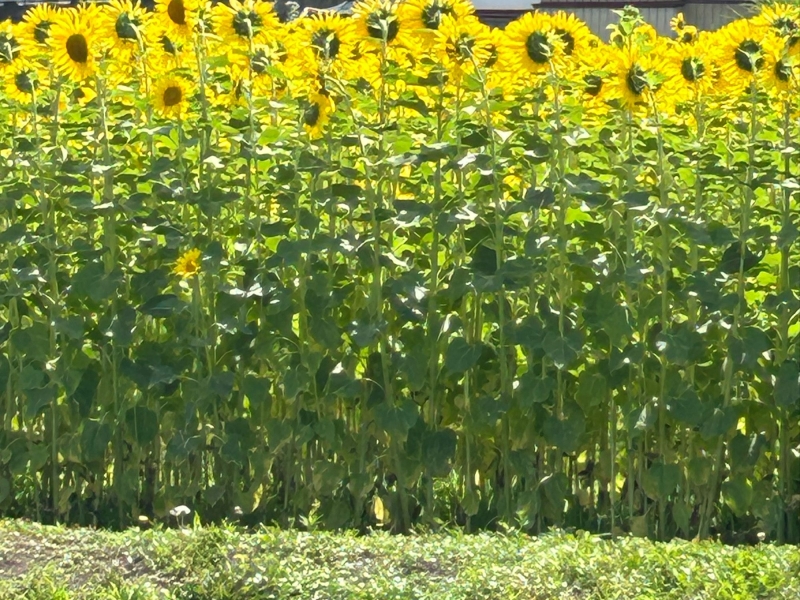 ひまわり畑（渋川市赤城町敷島地区）