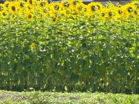 ひまわり畑（渋川市赤城町敷島地区）