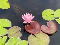 岩手大学農学部附属植物園