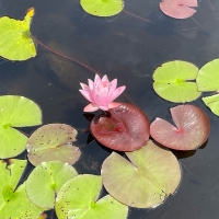 岩手大学農学部附属植物園