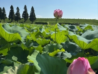 千栗土居公園（ちりくどいこうえん）