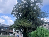 小野葛籠尻町のカヤ