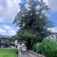 小野葛籠尻町のカヤ