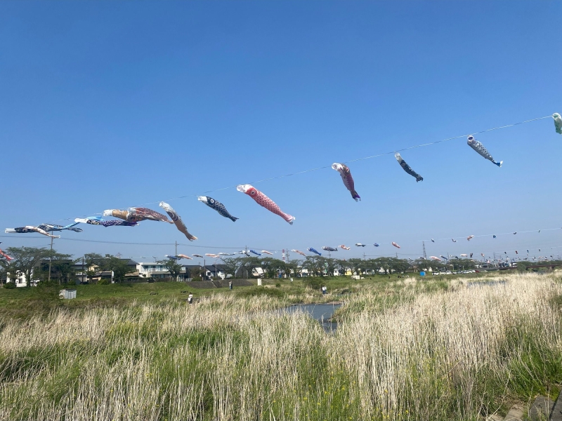 相川こいのぼり一斉遊泳