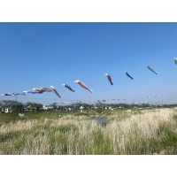 相川こいのぼり一斉遊泳