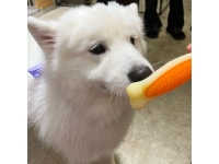 サモエドカフェ サモエドパーク 福岡天神店