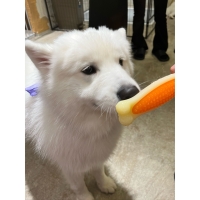 サモエドカフェ サモエドパーク 福岡天神店